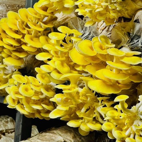 The Golden Oyster Mushroom