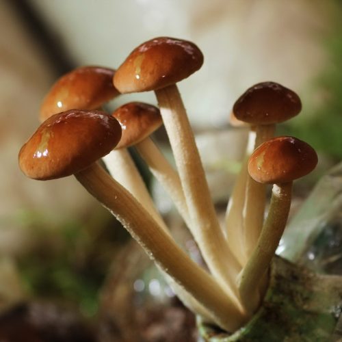 Yanagimatsutake Mushroom
